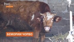 Оё бемории чорво сабаби боло рафтани нархи гӯшт шудааст?
