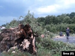 Hrast srušen na putu Derventa-Prnjavor