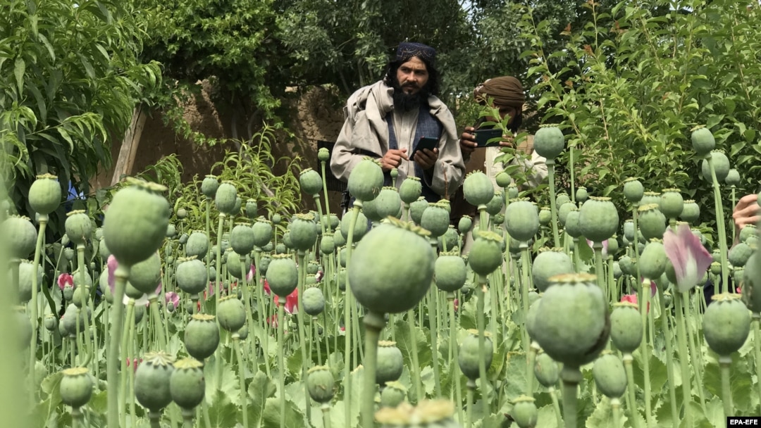 کشت کوکنار در افغانستان