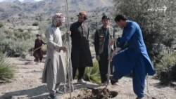 د خوست صبریو کې خلک نیالګي کښېنوي