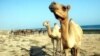 Camel Breeding, Melon Harvesting, Stonemasonry: How IS Sells Its 'Utopia'