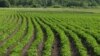 USAID допомагає українським фермерам вирощувати рекордні врожаї картоплі