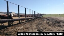 Откормочная площадка в Карагандинской области