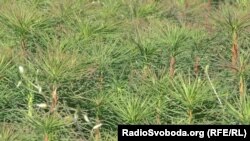 У лісгоспі Великого Лісника вирощують заміну вирубаним для промисловості соснам