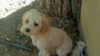 Tehran Dogs In 'Prison'
